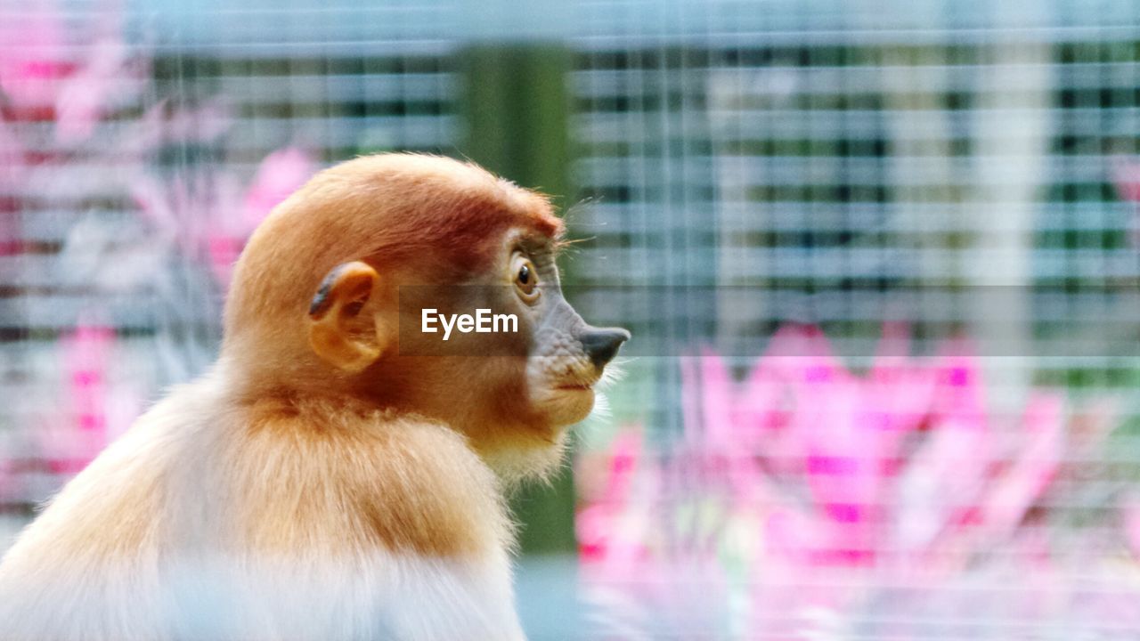 Close-up side view of a proboscis monkey