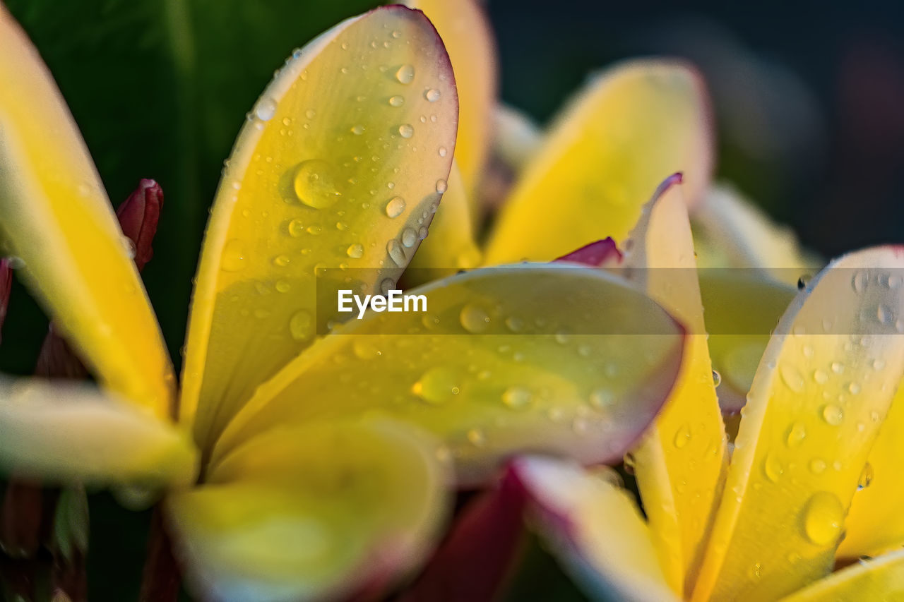 yellow, water, drop, flower, plant, freshness, macro photography, wet, flowering plant, close-up, beauty in nature, nature, petal, growth, fragility, no people, leaf, rain, flower head, selective focus, inflorescence, dew, outdoors, lily, springtime, vibrant color, plant part, raindrop, green