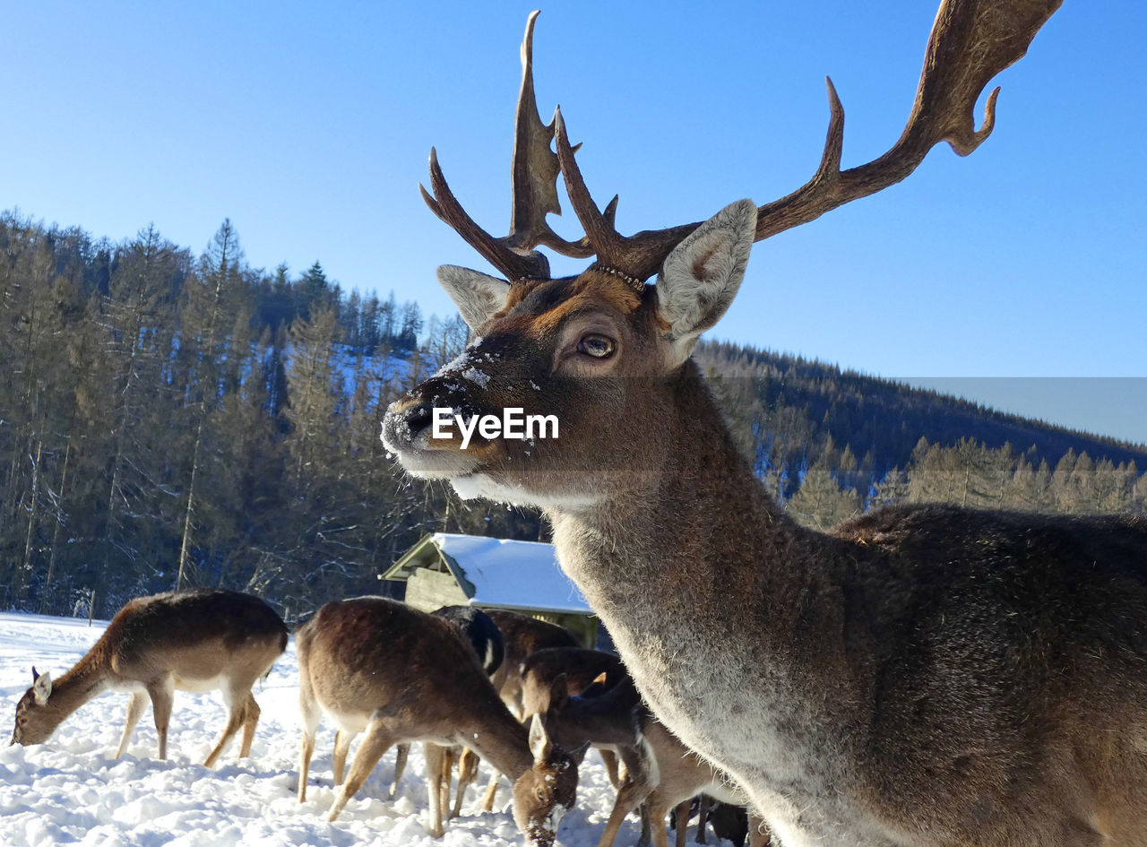 The fallow deer in the snow