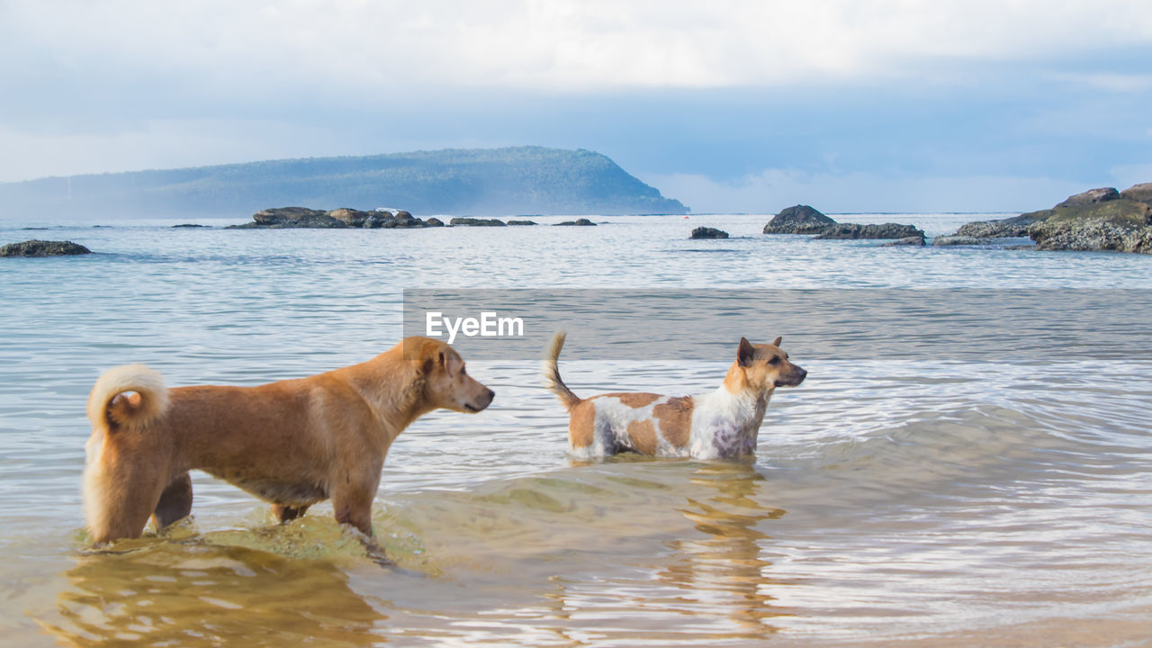 Two dogs are best friends and playing in the water