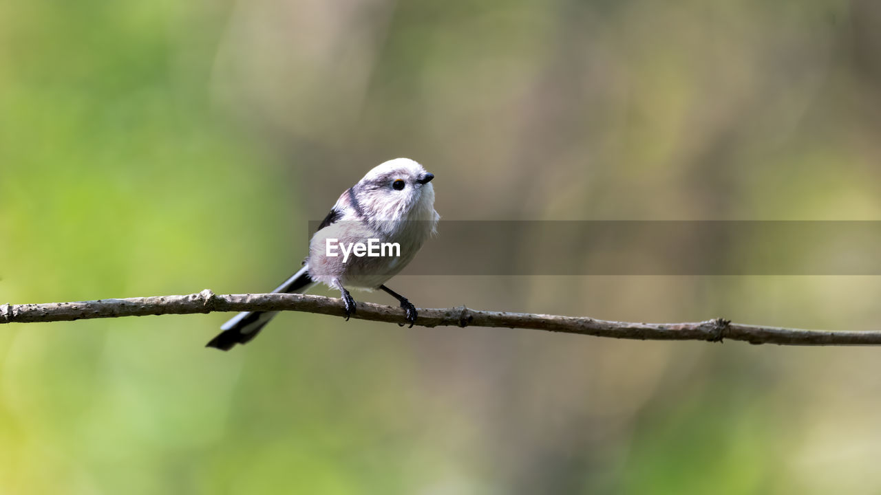 animal themes, animal wildlife, animal, bird, wildlife, one animal, perching, branch, nature, focus on foreground, tree, beak, full length, songbird, plant, no people, beauty in nature, colored background, day, outdoors, selective focus, close-up, sitting, sunbeam, green background, multi colored, copy space, portrait, looking at camera, environment, grass, bare tree, surface level, insect, sunlight, springtime, twig, sunny, outdoor pursuit