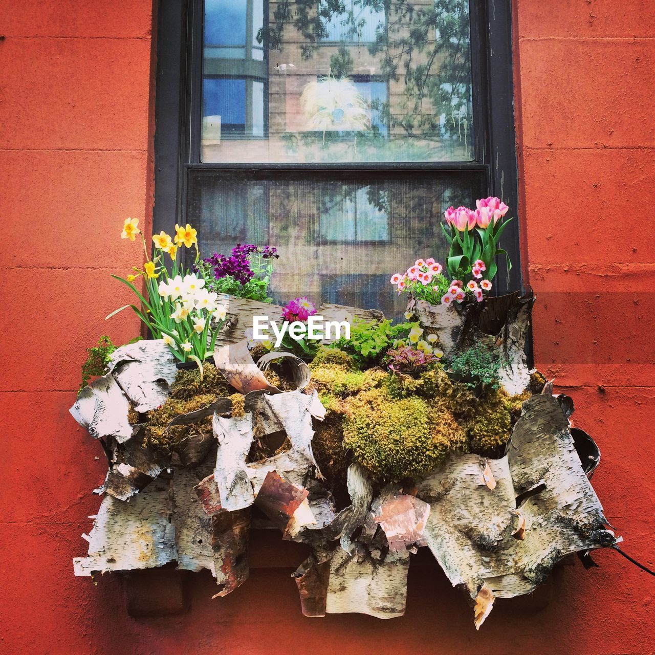 Flowers blooming on window sill