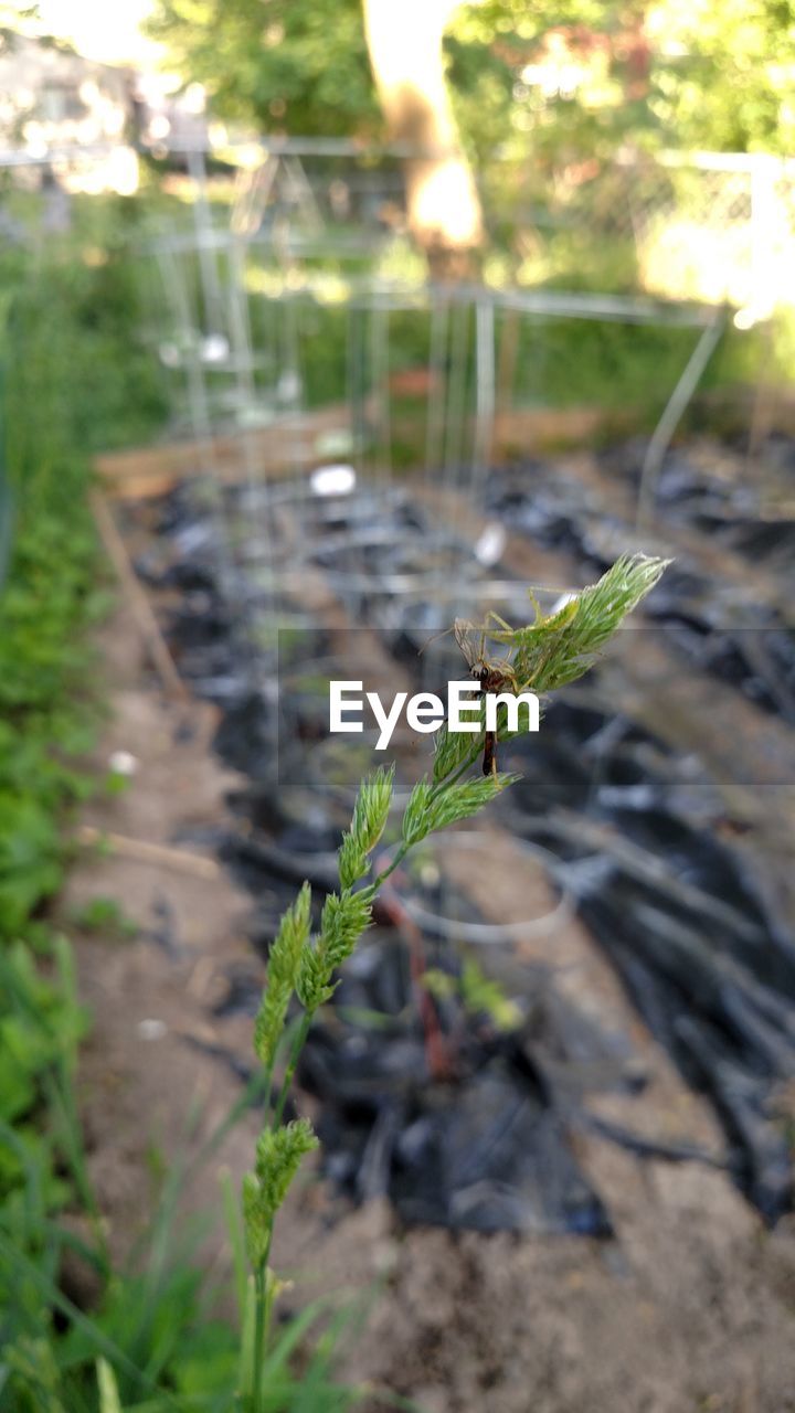 Close-up of plant against blurred background