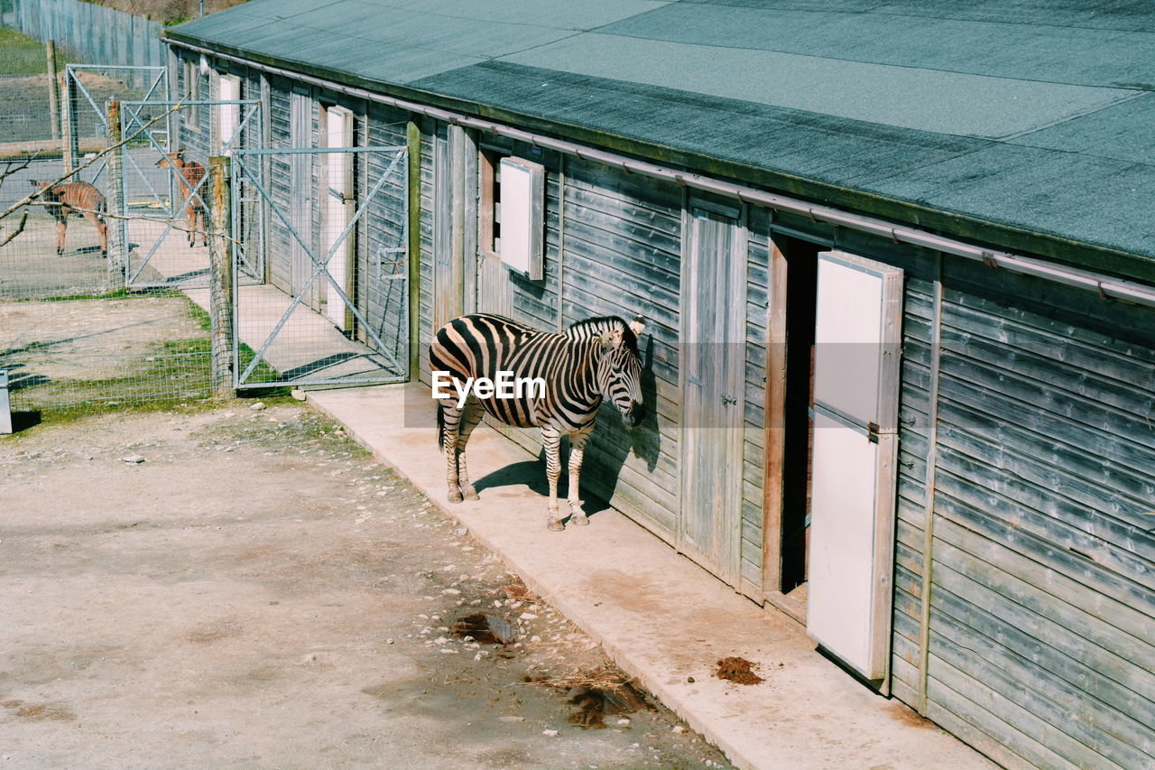 Zebra against the wall