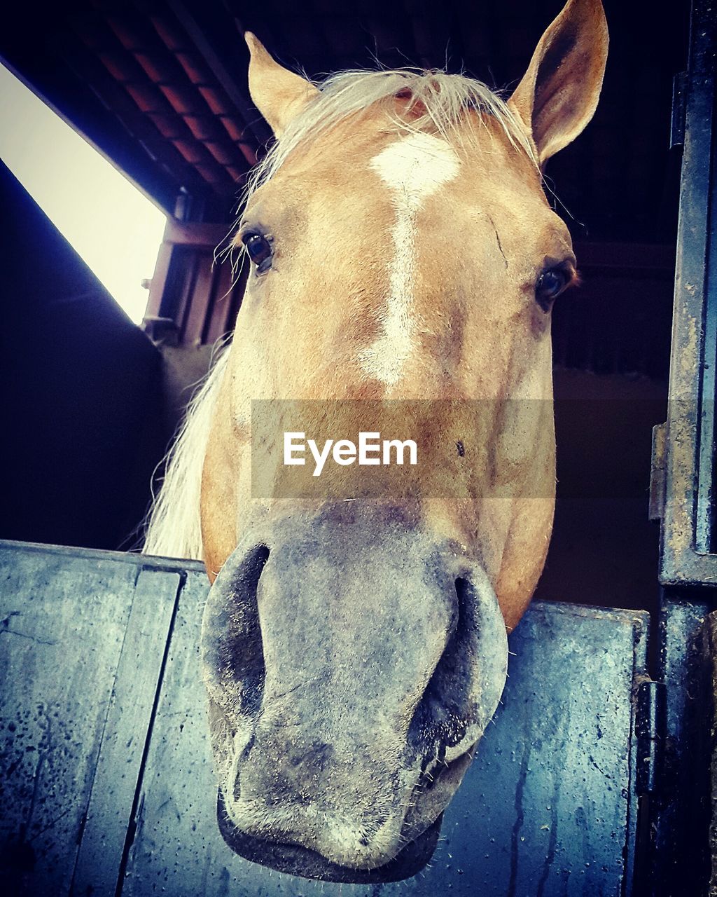 Close-up of a horse