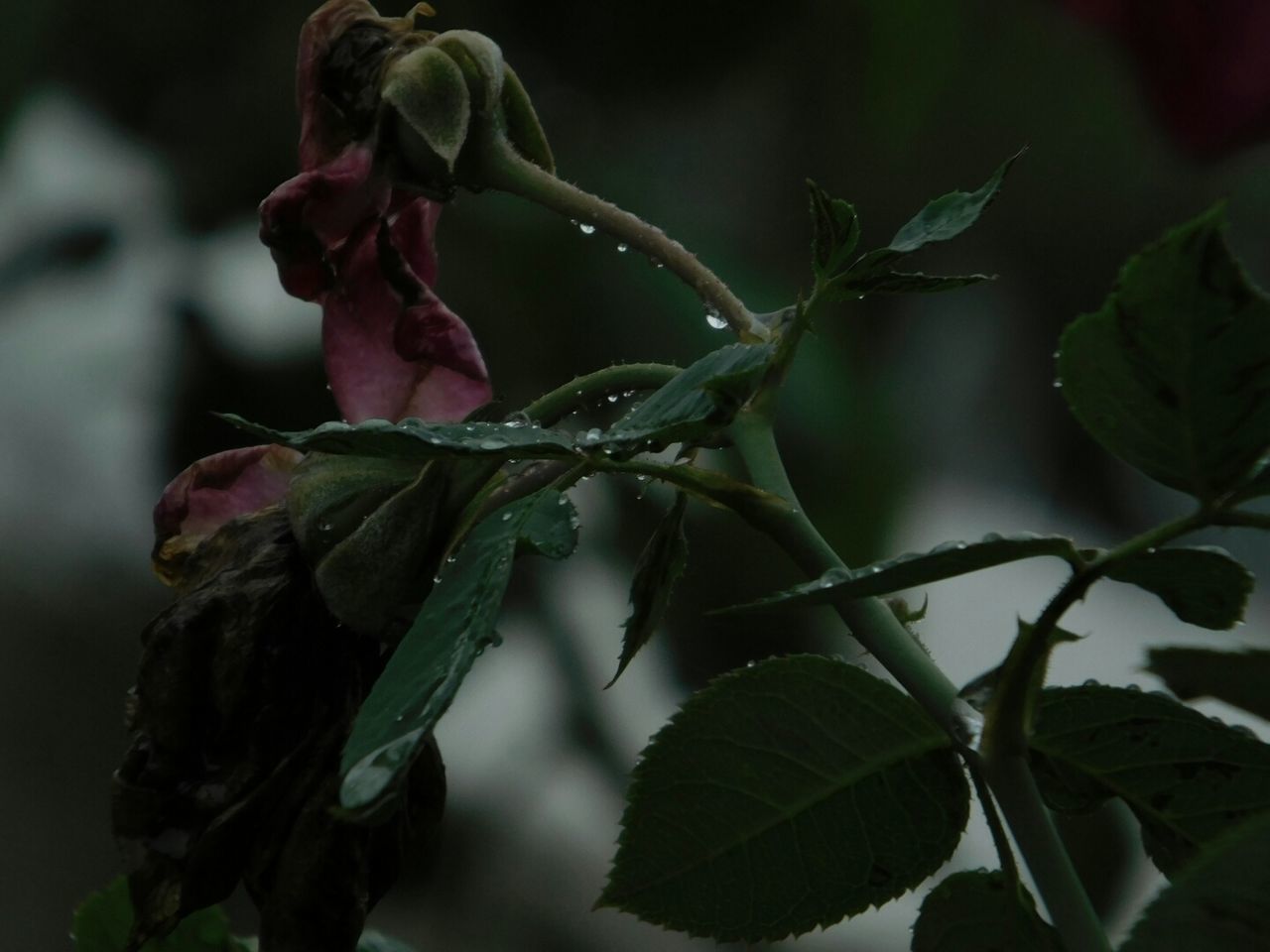 CLOSE-UP OF PLANT AGAINST BLURRED BACKGROUND