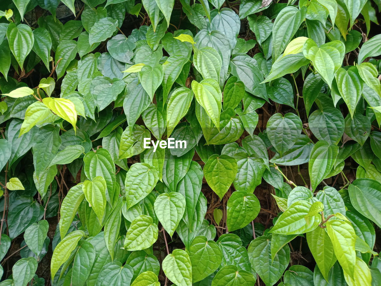 HIGH ANGLE VIEW OF LEAVES IN PLANT