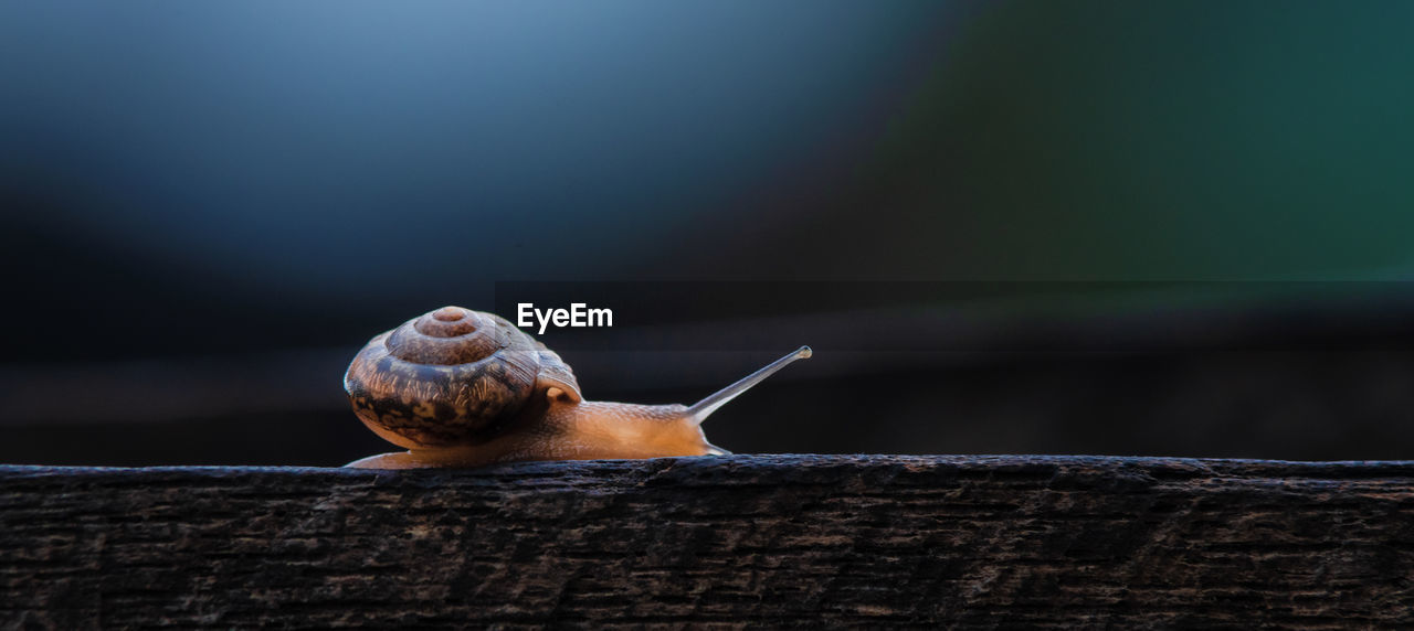 Close-up of snail on wood