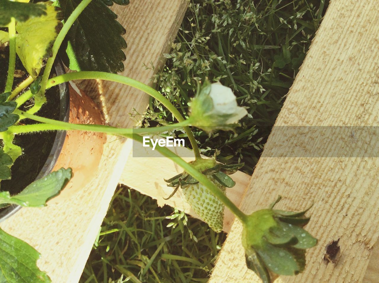 PLANTS GROWING ON WOOD