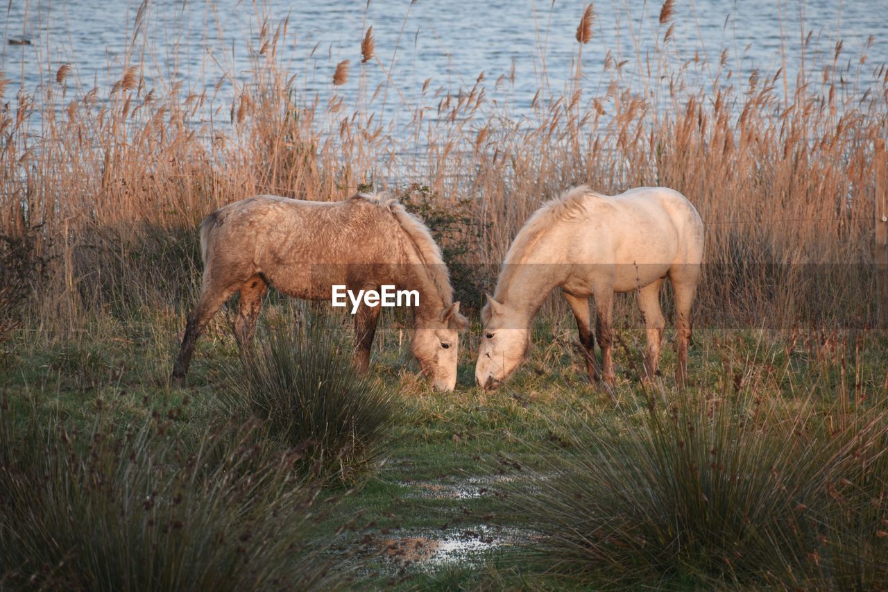 Horses in a field