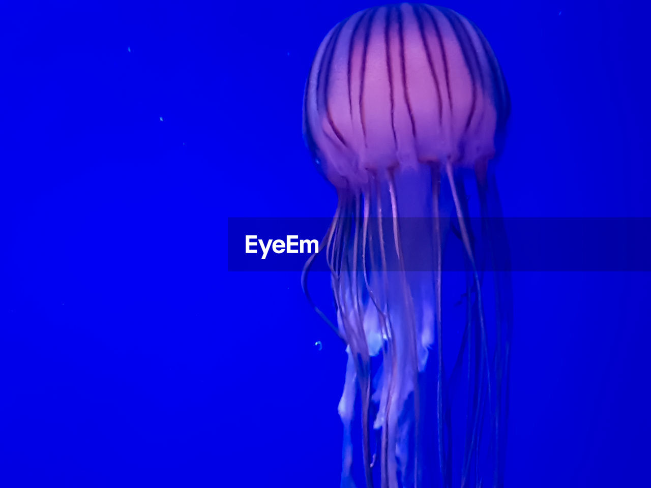 CLOSE-UP OF JELLYFISH SWIMMING IN WATER