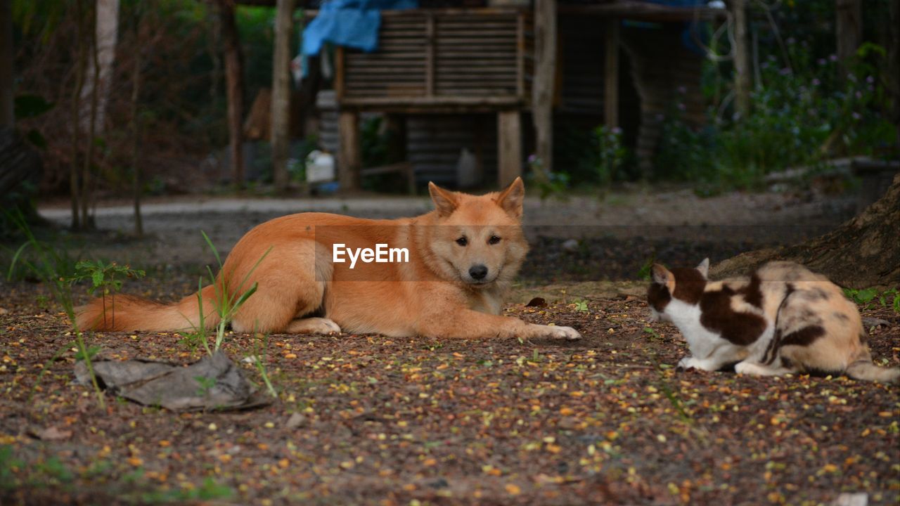 PORTRAIT OF A DOG RELAXING