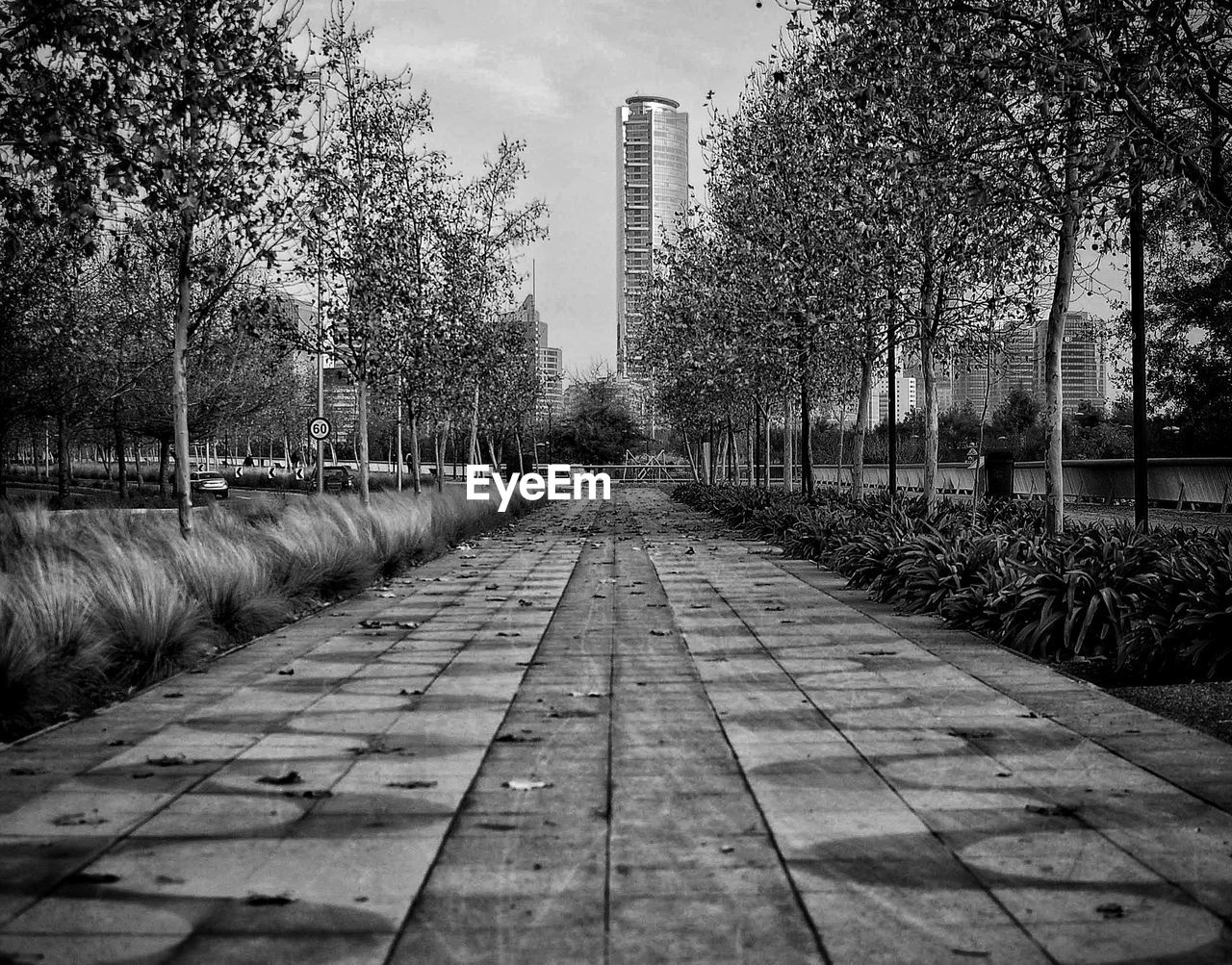 FOOTPATH AMIDST TREES IN PARK