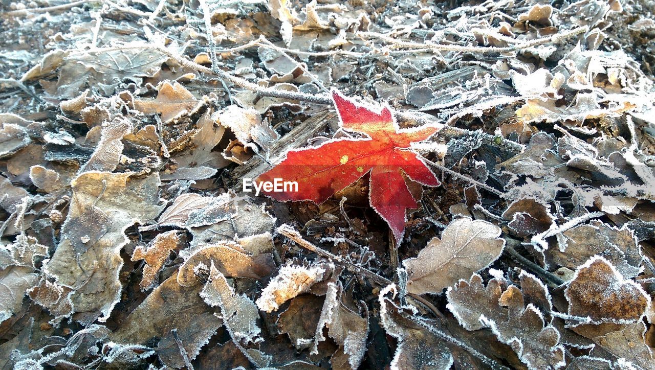 CLOSE-UP OF LEAF