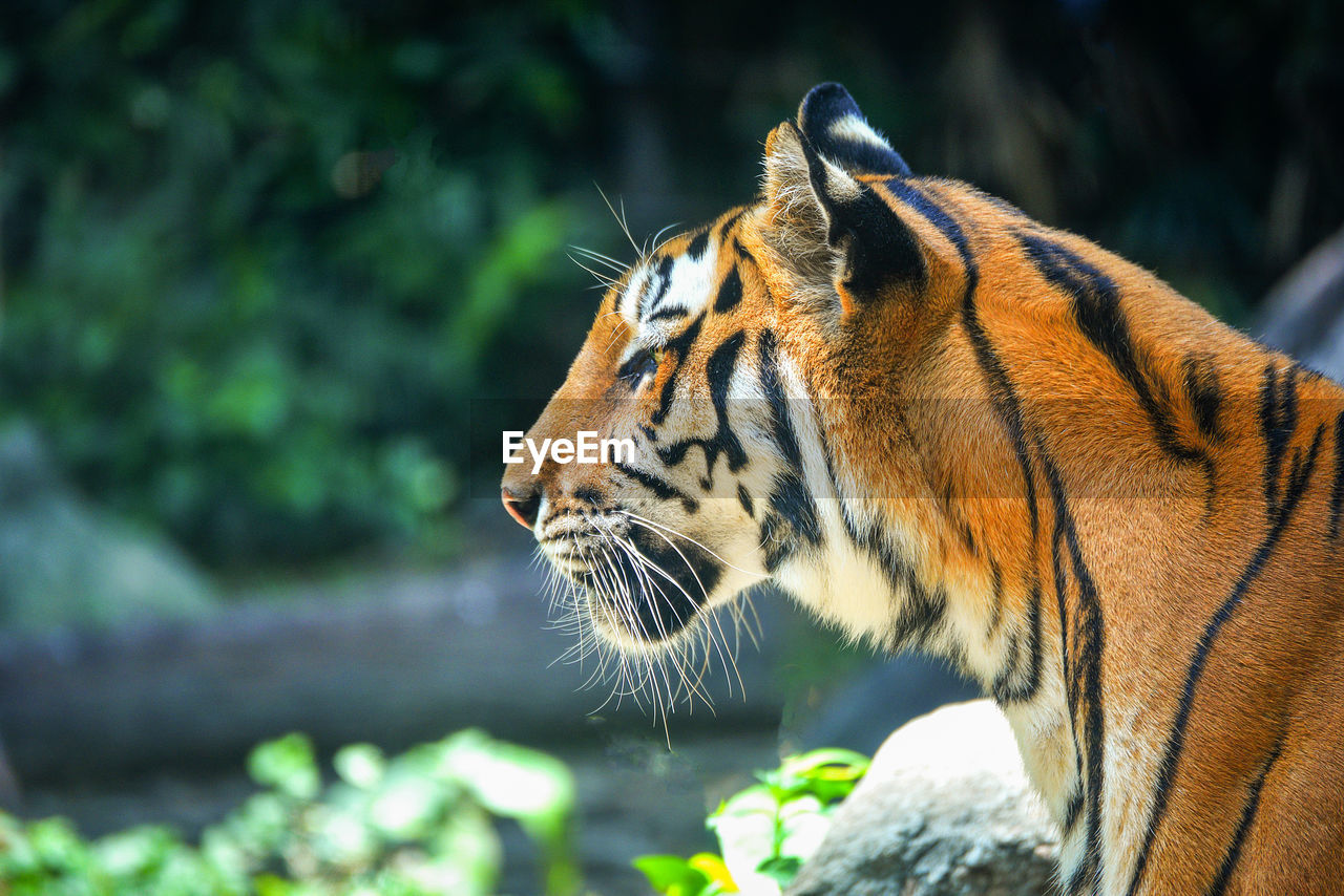 CLOSE-UP OF CAT IN ZOO