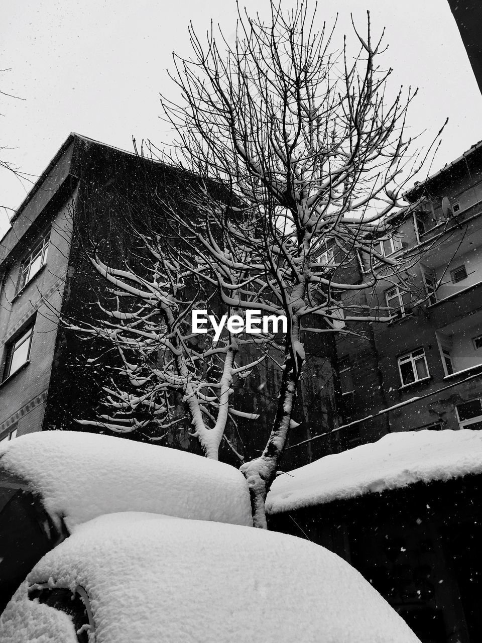 BARE TREE AGAINST SNOW COVERED HOUSES