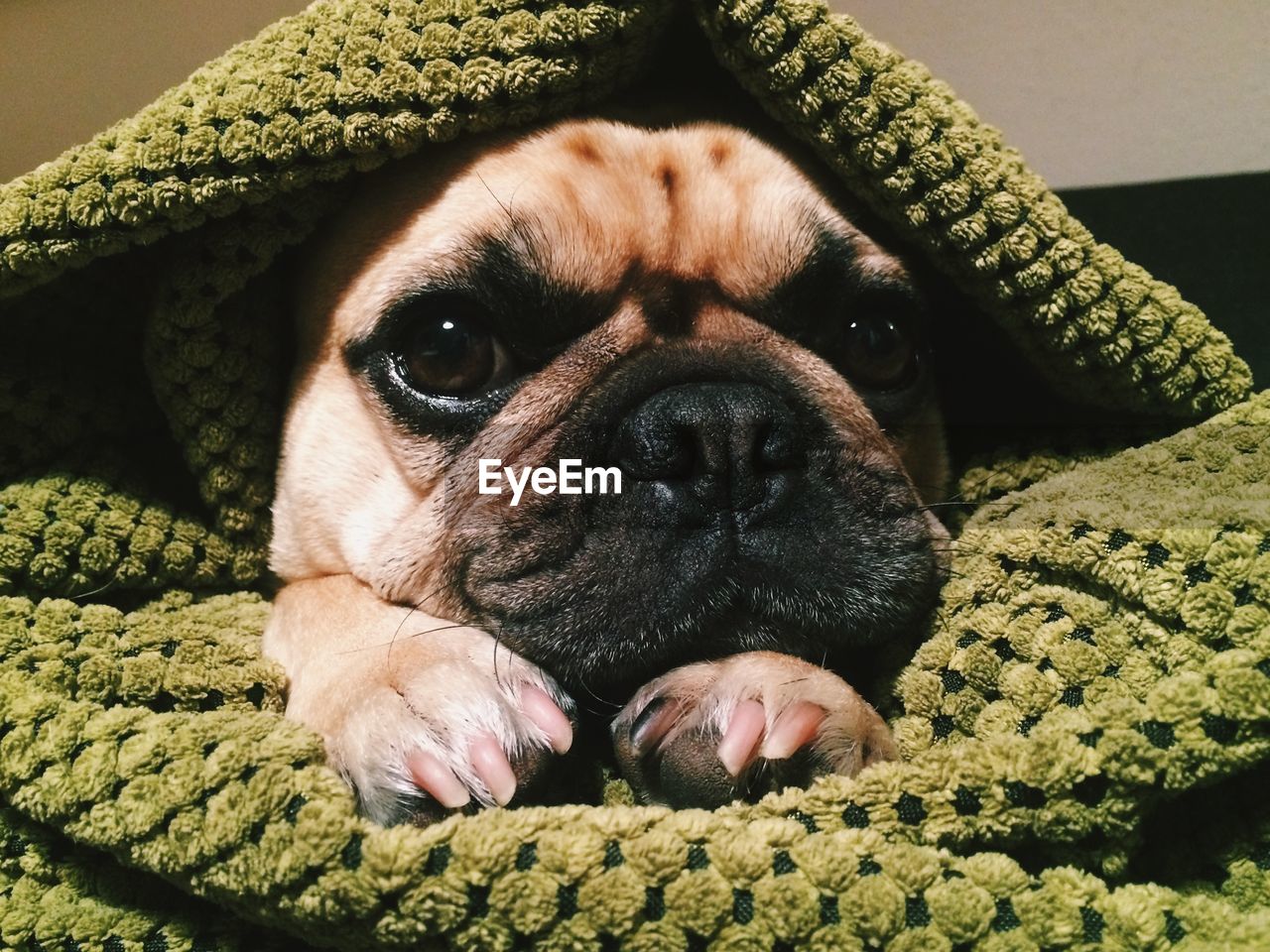 Close-up of french bulldog wrapped in sheet