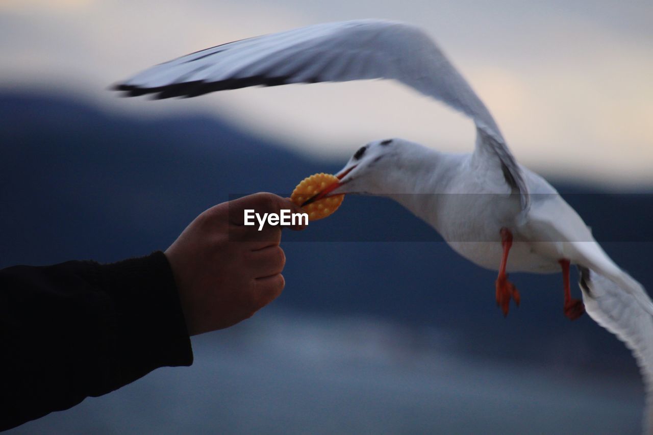 A seagull catching a cracker from hand