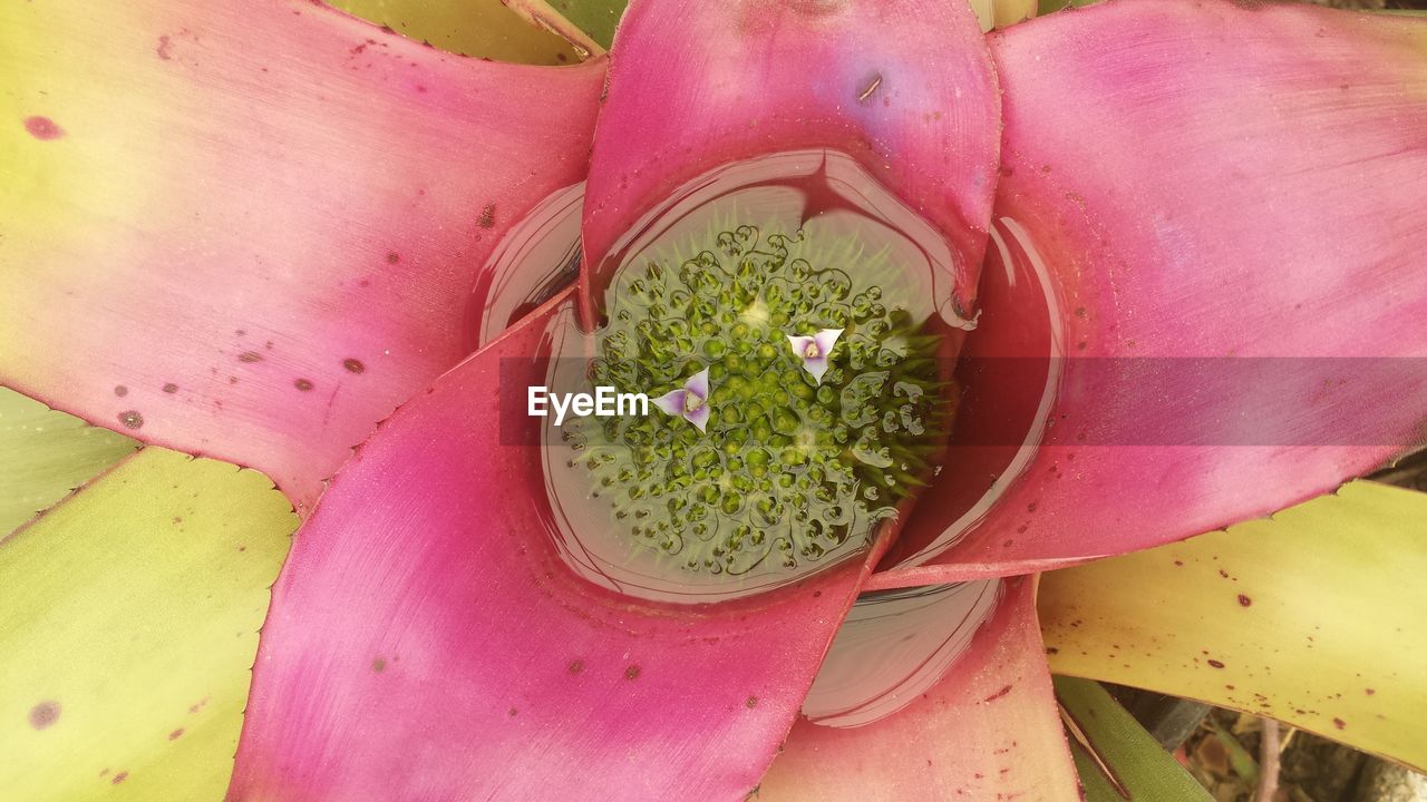 CLOSE-UP OF PINK FLOWER PLANTS