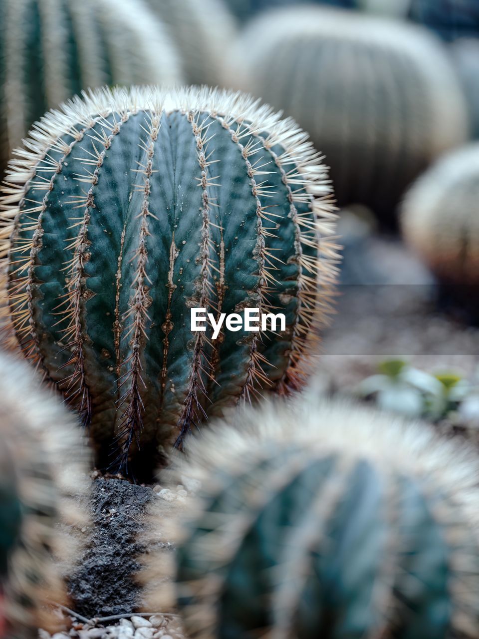 Close-up of succulent plant on field