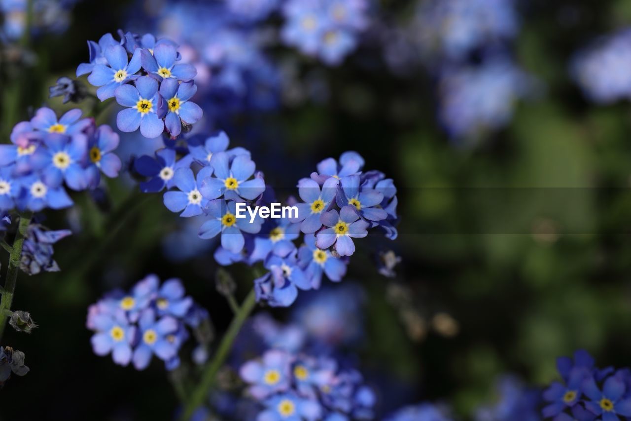 Close-up of purple flowering plant