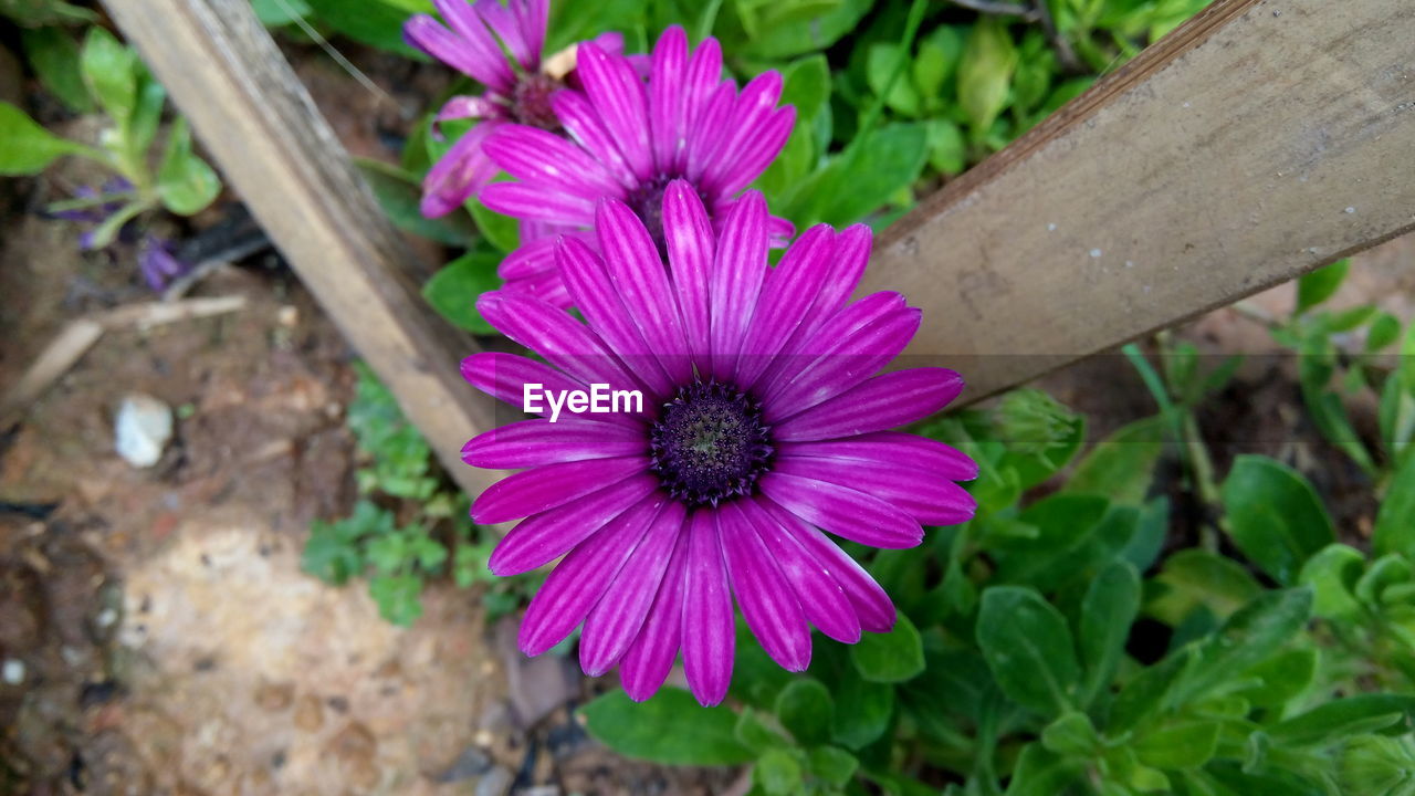 Close-up of purple flowers blooming outdoors