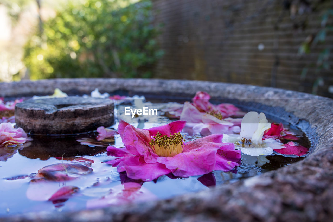 flower, flowering plant, plant, nature, pink, leaf, petal, beauty in nature, freshness, no people, water, outdoors, day, close-up, selective focus, fragility, spring, autumn