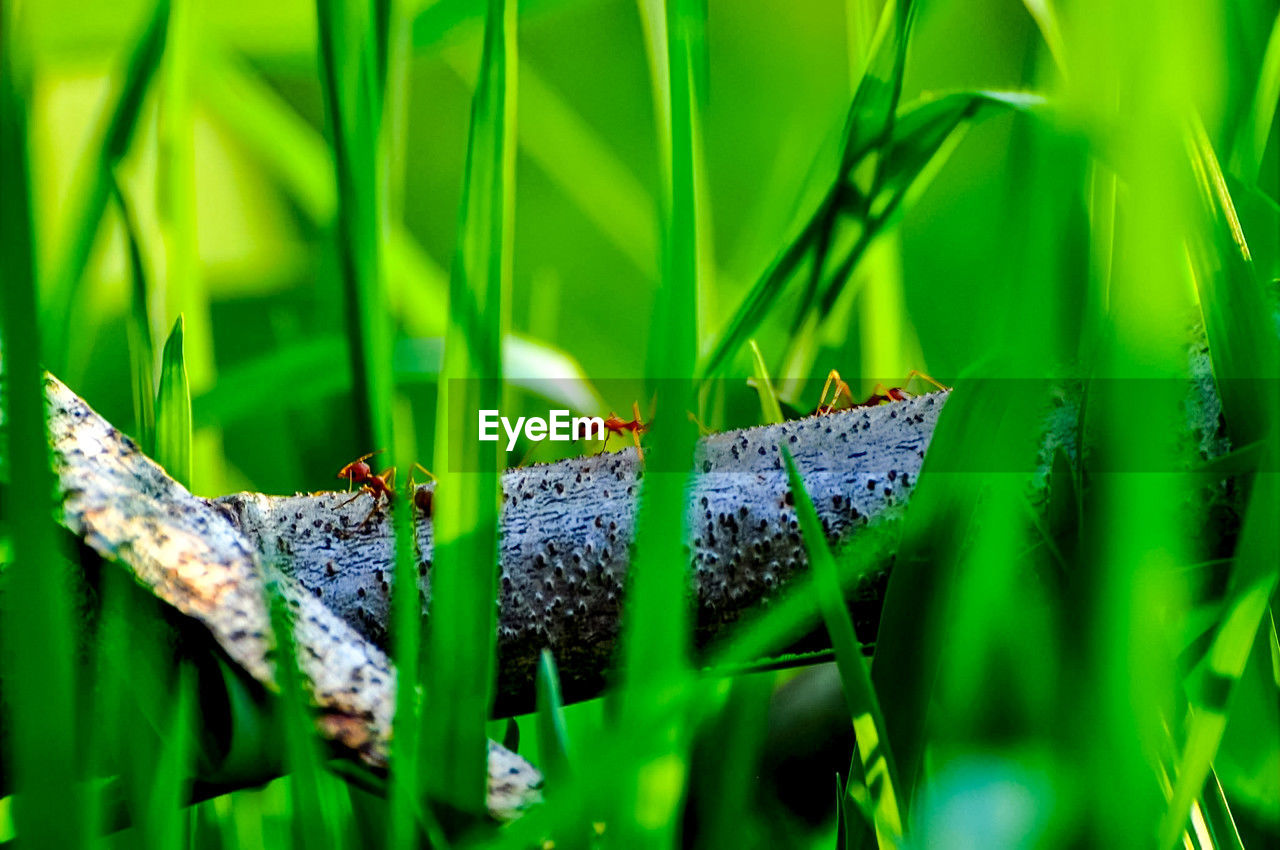 green, grass, nature, plant, macro photography, animal, animal themes, animal wildlife, no people, flower, lawn, butterfly, leaf, beauty in nature, close-up, meadow, insect, wildlife, plant part, environment, outdoors, moths and butterflies, growth, one animal, land, selective focus, moisture, day, plant stem, water