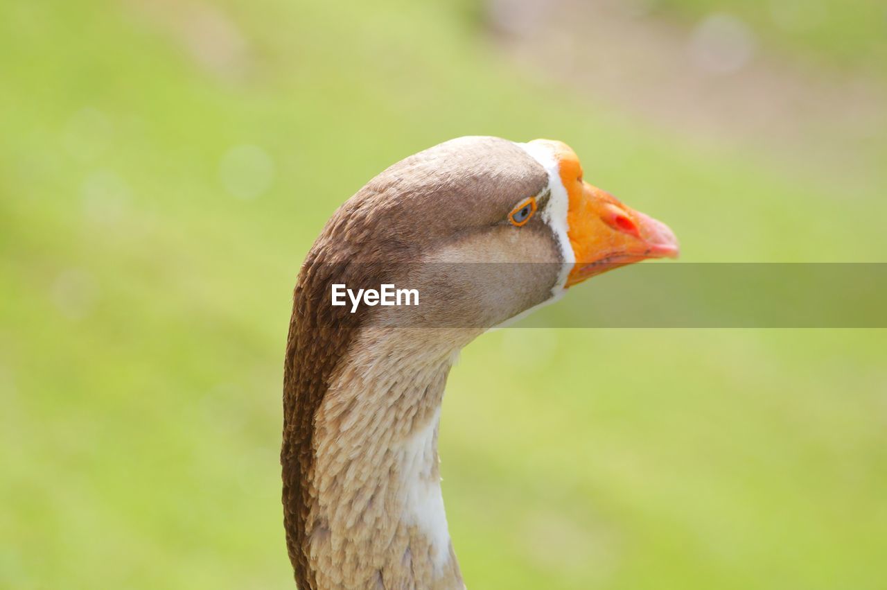 Close-up of a goose