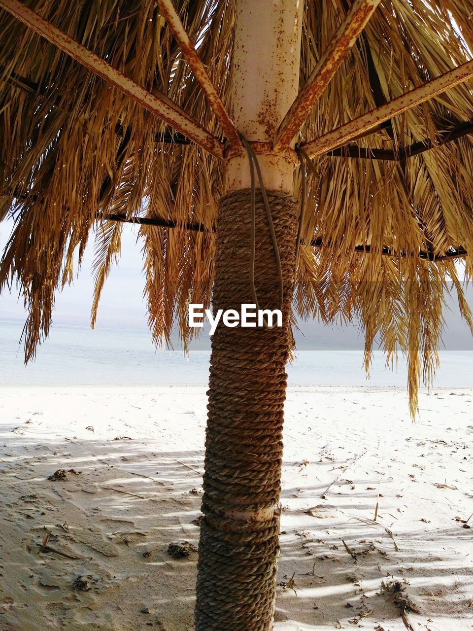 CLOSE-UP OF TREE AT BEACH