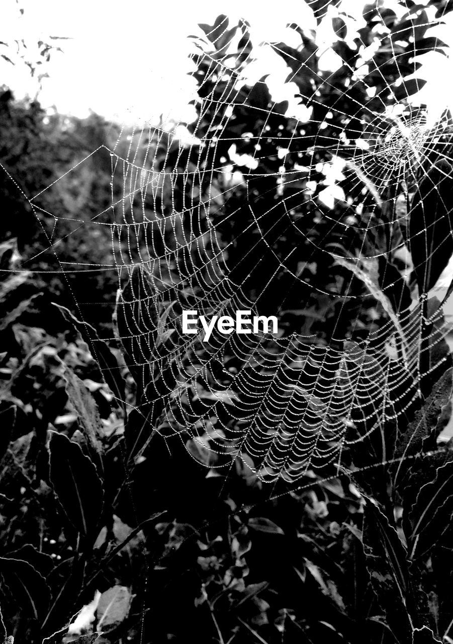 Close-up of spider web on leaf