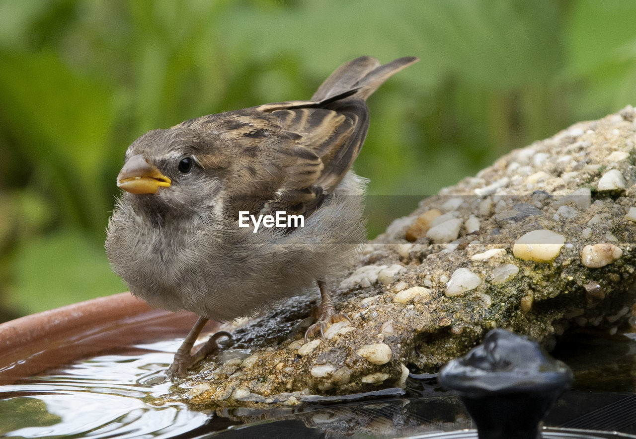 Small sparrow at the bird bath.