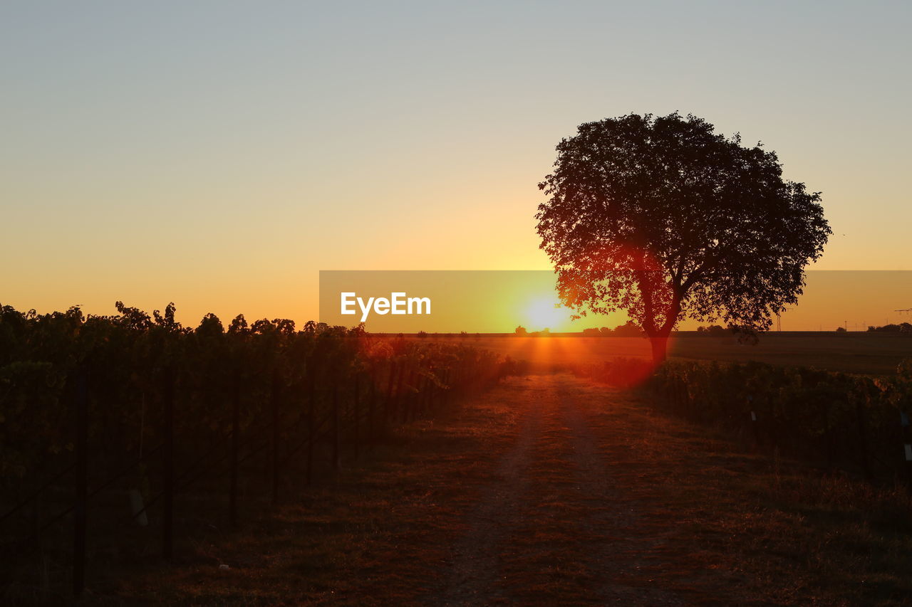 TREES ON FIELD AGAINST SKY AT SUNSET