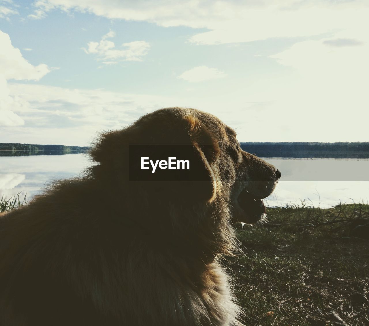 Close-up of dog by lake against sky