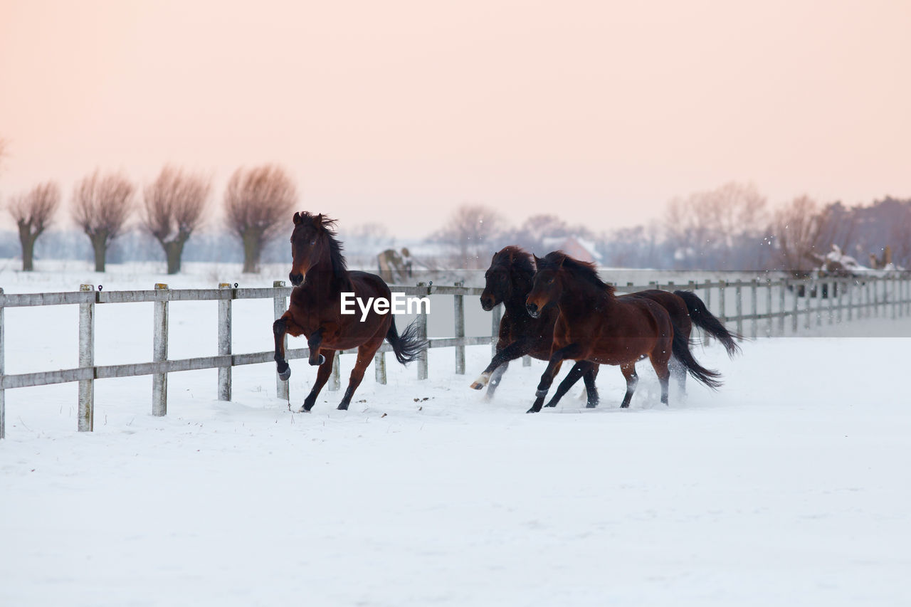 Horses on snow field against sky during winter