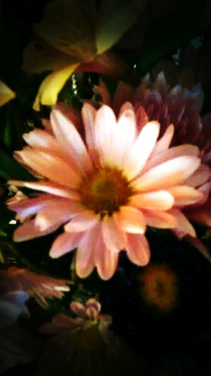 CLOSE-UP OF PINK FLOWER BLOOMING OUTDOORS