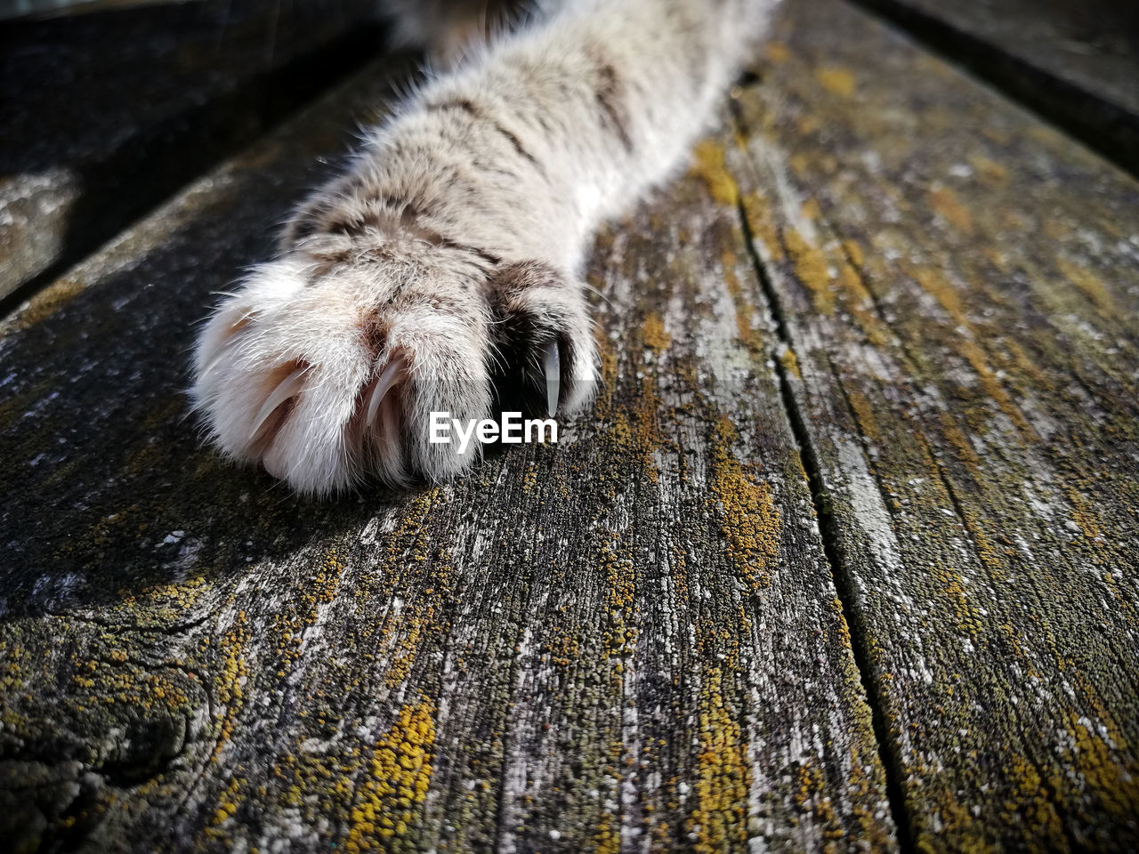 High angle view of a cat's paw