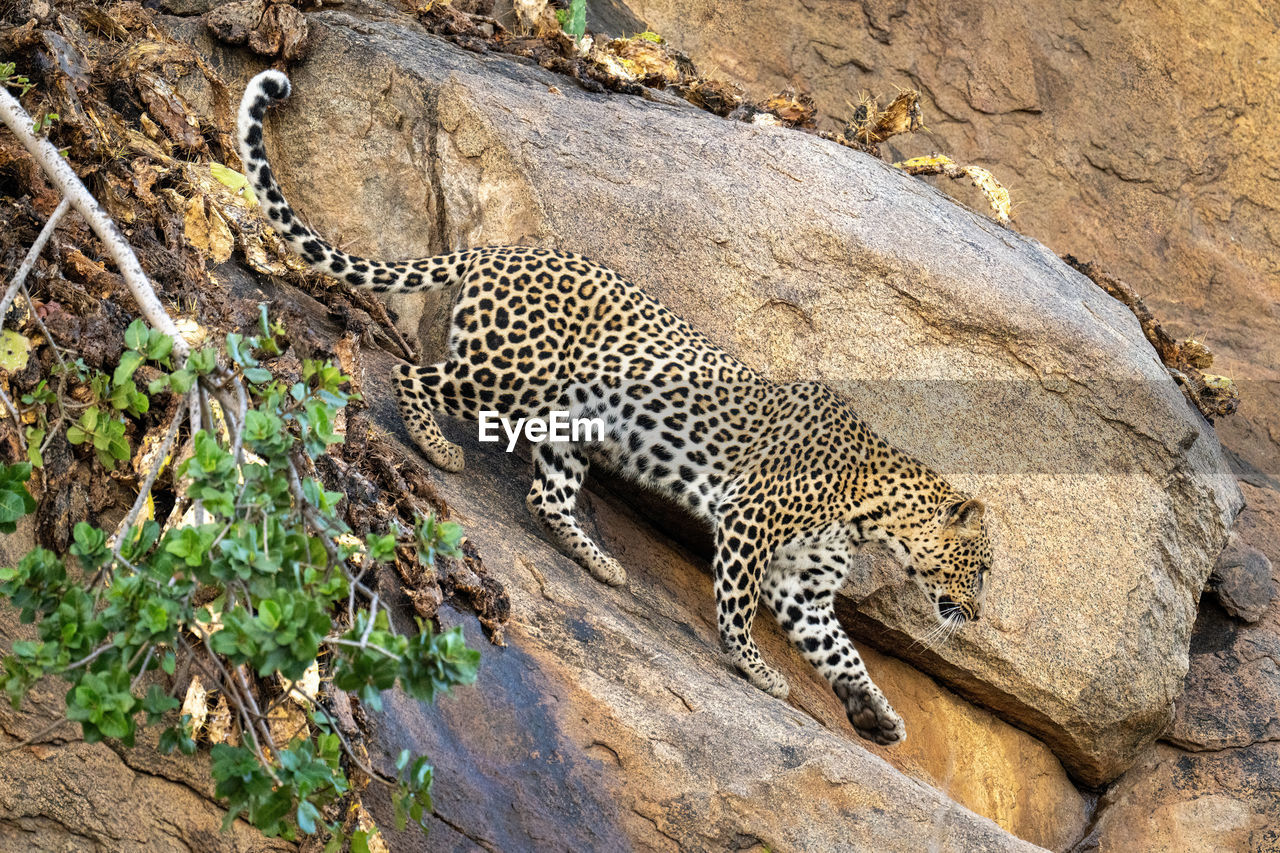 Leopard walks down steep rock lifting paw