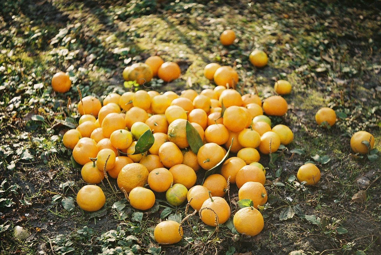 High angle view of oranges on field