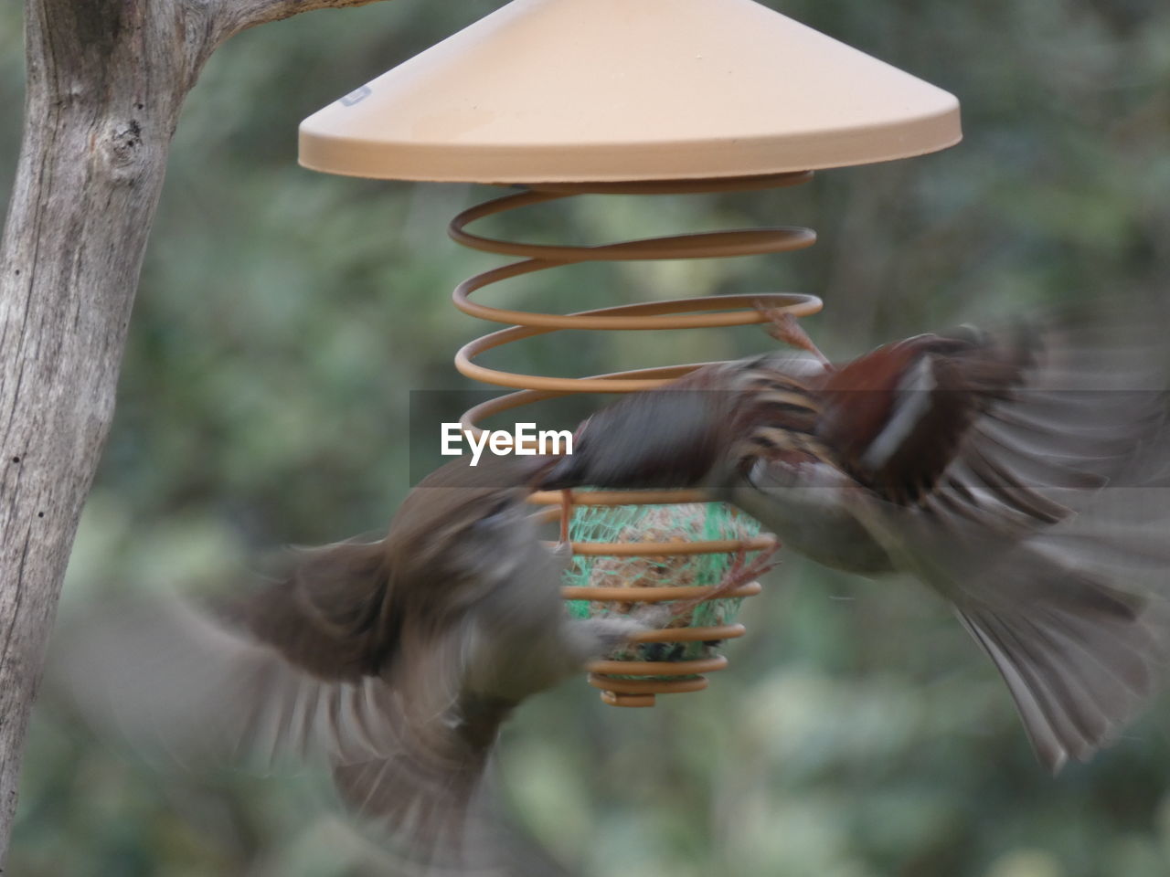 Rear view of birds standing by tree trunk