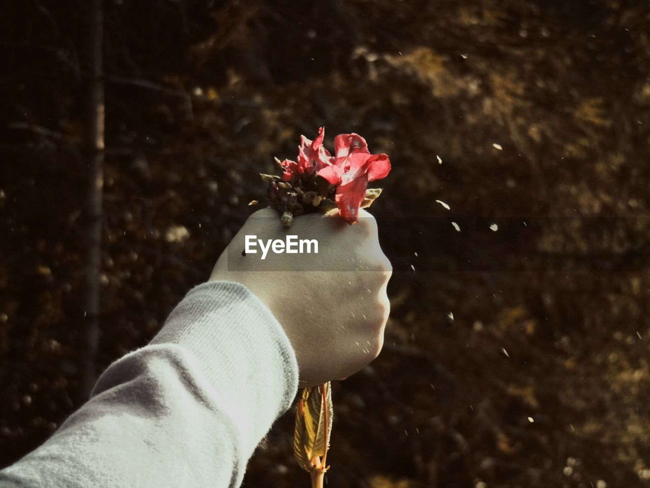 Close-up of hand holding flowers