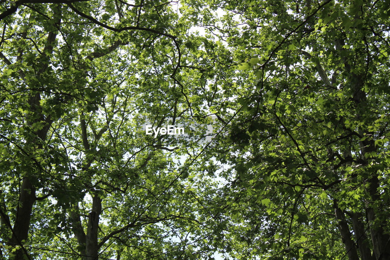 Low angle view of trees in forest