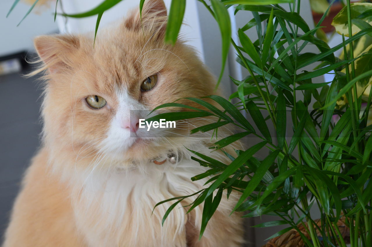 Portrait of cat by potted plant at home