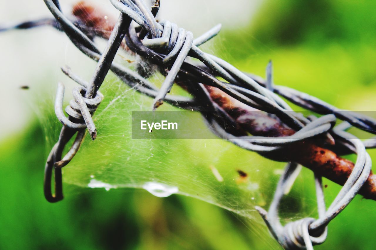 CLOSE-UP OF GRASSHOPPER ON A METAL