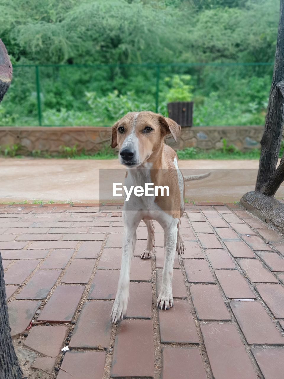 PORTRAIT OF DOG LOOKING AT CAMERA