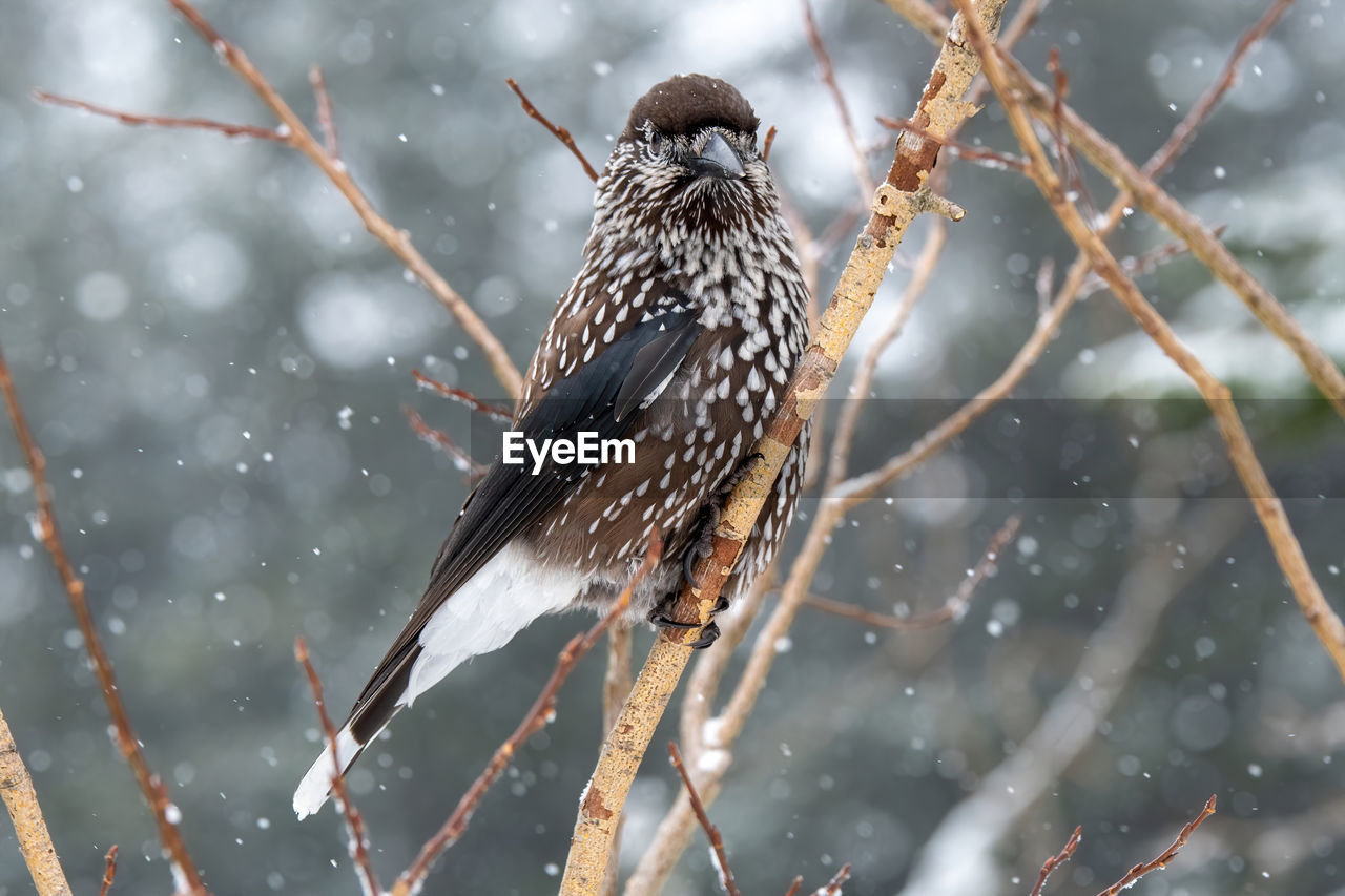 Close-up of bird perching on tree during winter