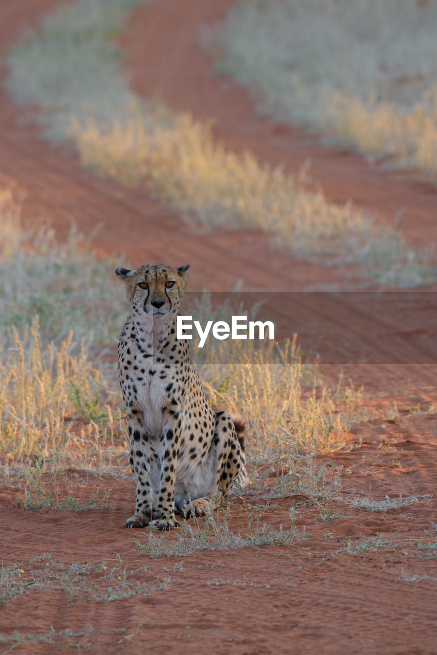 Cheetah sitting on field