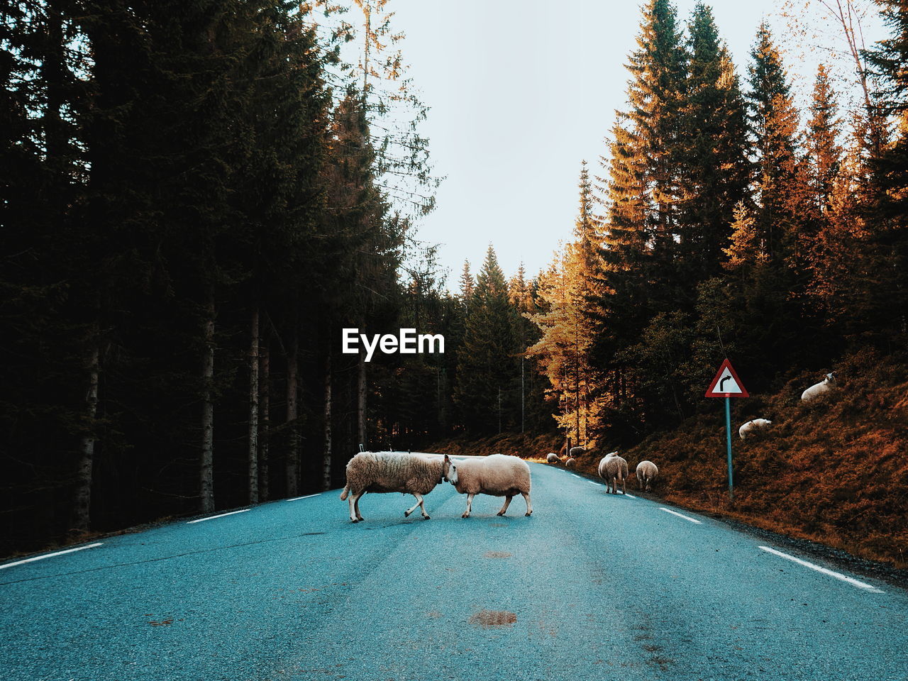 Sheep on road in forest during autumn