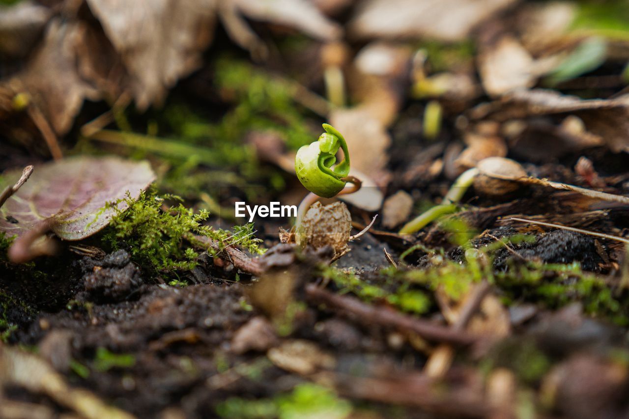 Plant spouting on forest floor with fallen leaves and twigs. extreme close up.