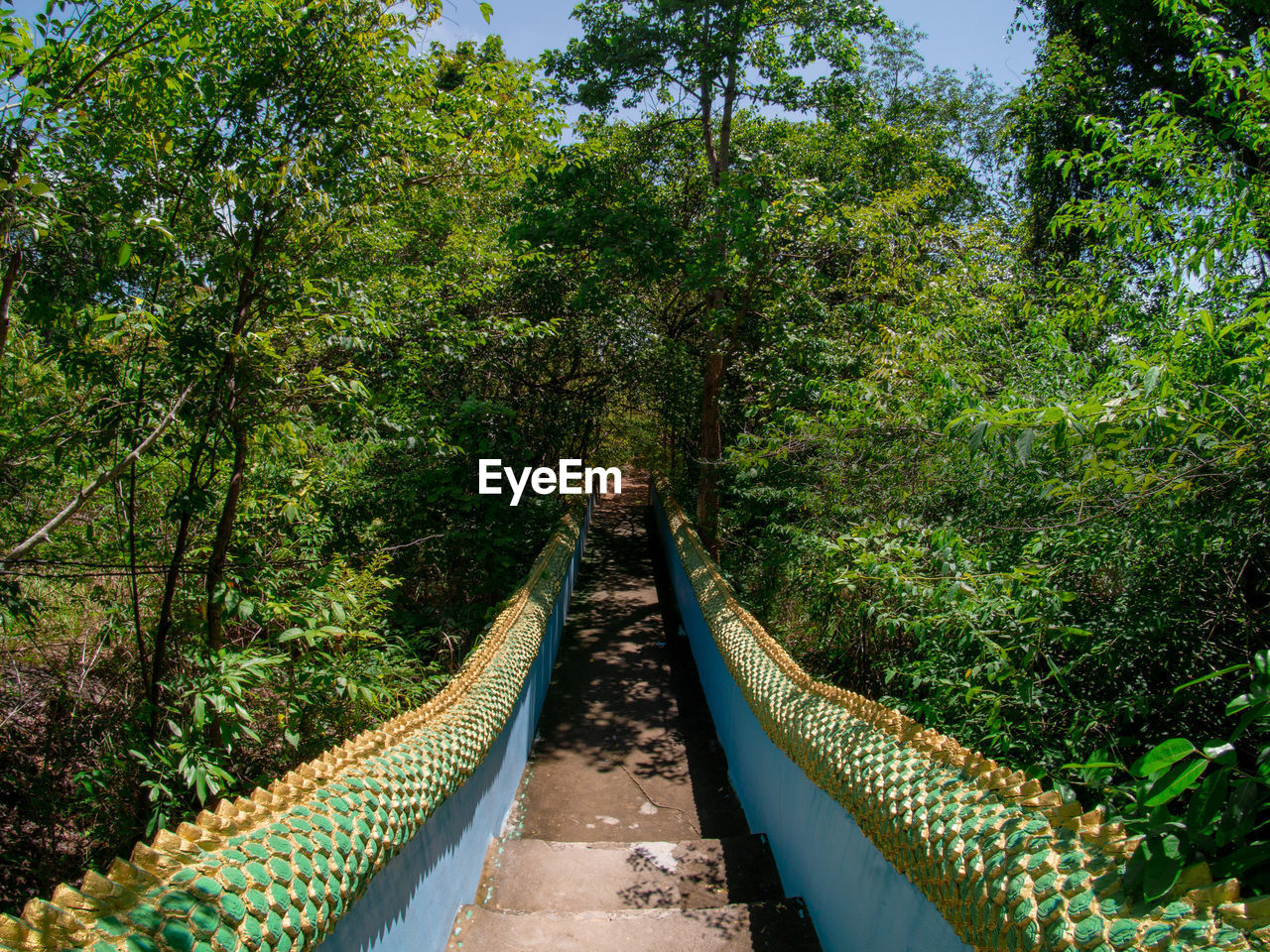 Footbridge amidst trees in forest